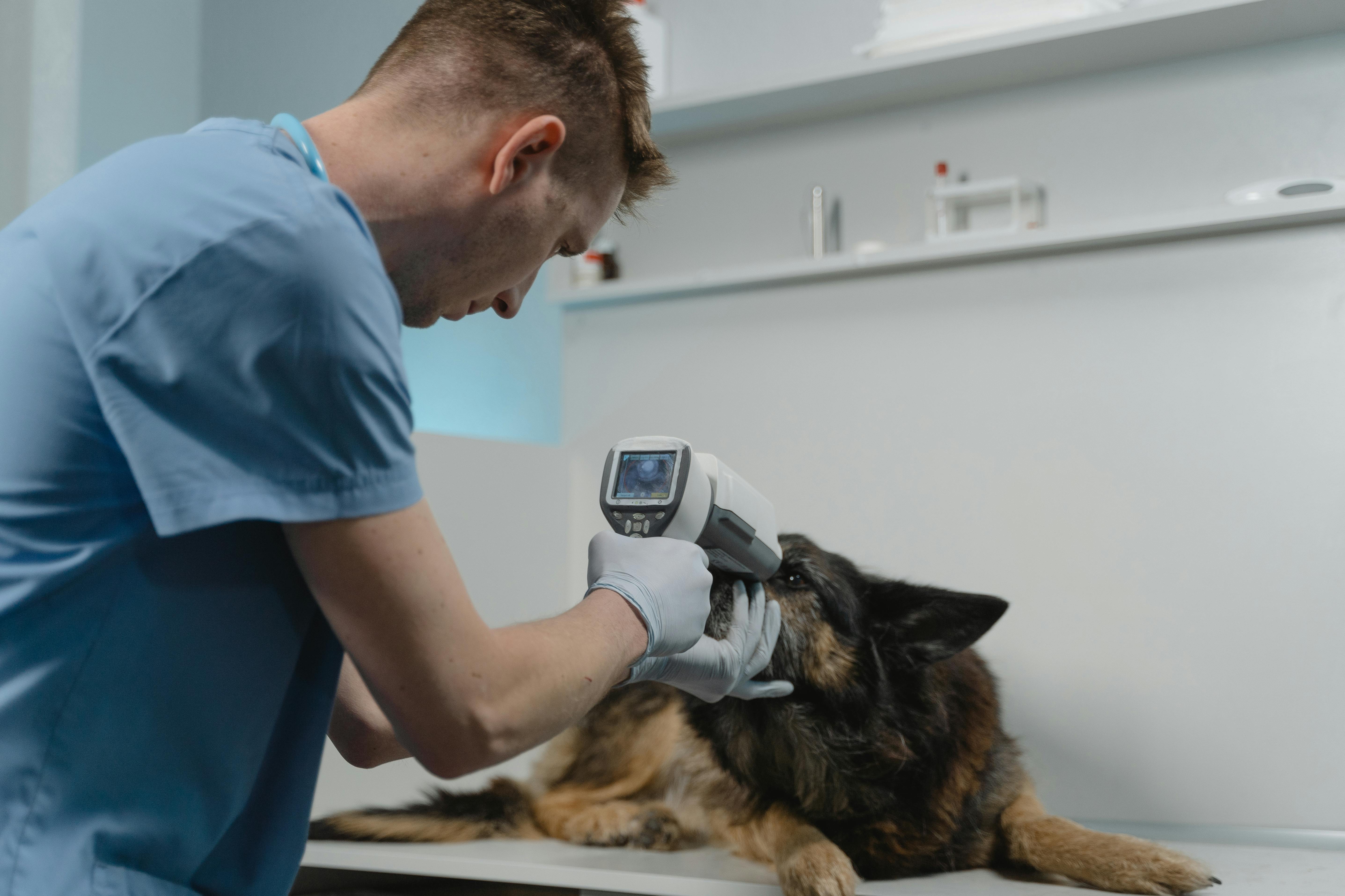 Photo by Tima Miroshnichenko on Pexels - A Vet Checking a Dog Eyes Using a Medical Equipment